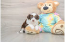 Cute Mini Aussiedoodle Baby