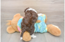 Best Mini Aussiedoodle Baby
