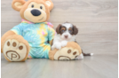 Funny Mini Aussiedoodle Poodle Mix Pup