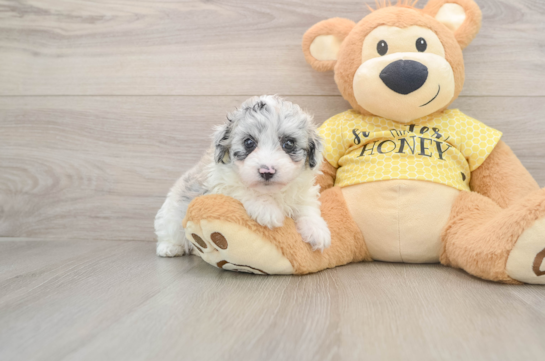 KATHY, a Mini Aussiedoodle littermate