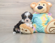 9 week old Mini Aussiedoodle Puppy For Sale - Premier Pups