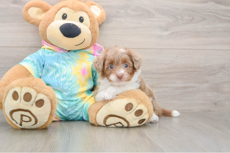 Smart Mini Aussiedoodle Poodle Mix Pup
