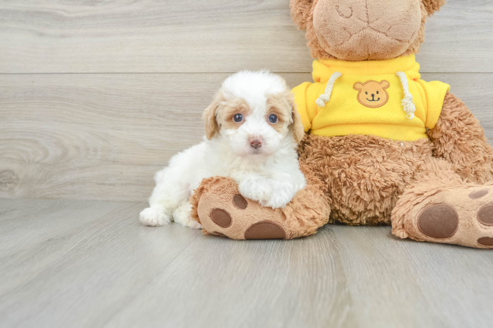 Funny Mini Aussiedoodle Poodle Mix Pup