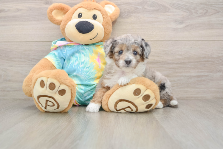 Best Mini Aussiedoodle Baby