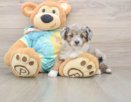 5 week old Mini Aussiedoodle Puppy For Sale - Premier Pups