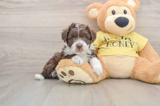 KELTY, a Mini Aussiedoodle littermate