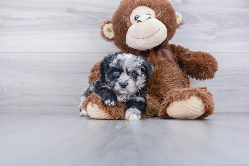 Mini Aussiedoodle Puppy for Adoption