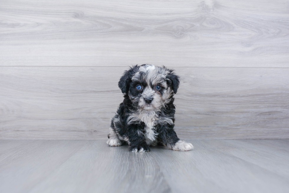 Little Aussiepoo Poodle Mix Puppy