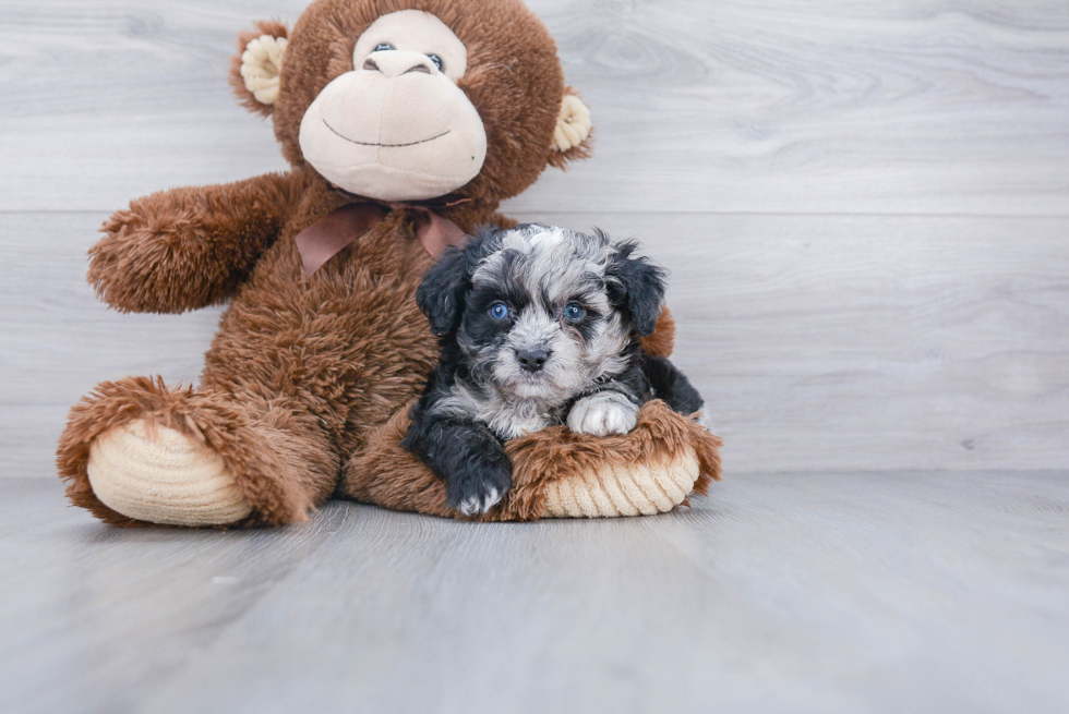 Playful Aussiepoo Poodle Mix Puppy