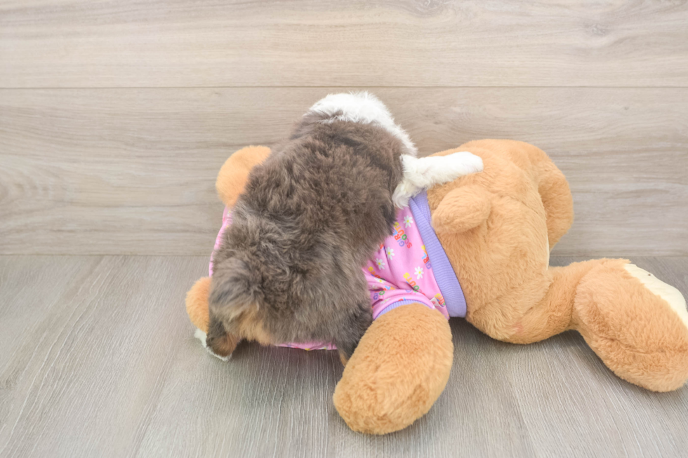 Petite Mini Aussiedoodle Poodle Mix Pup