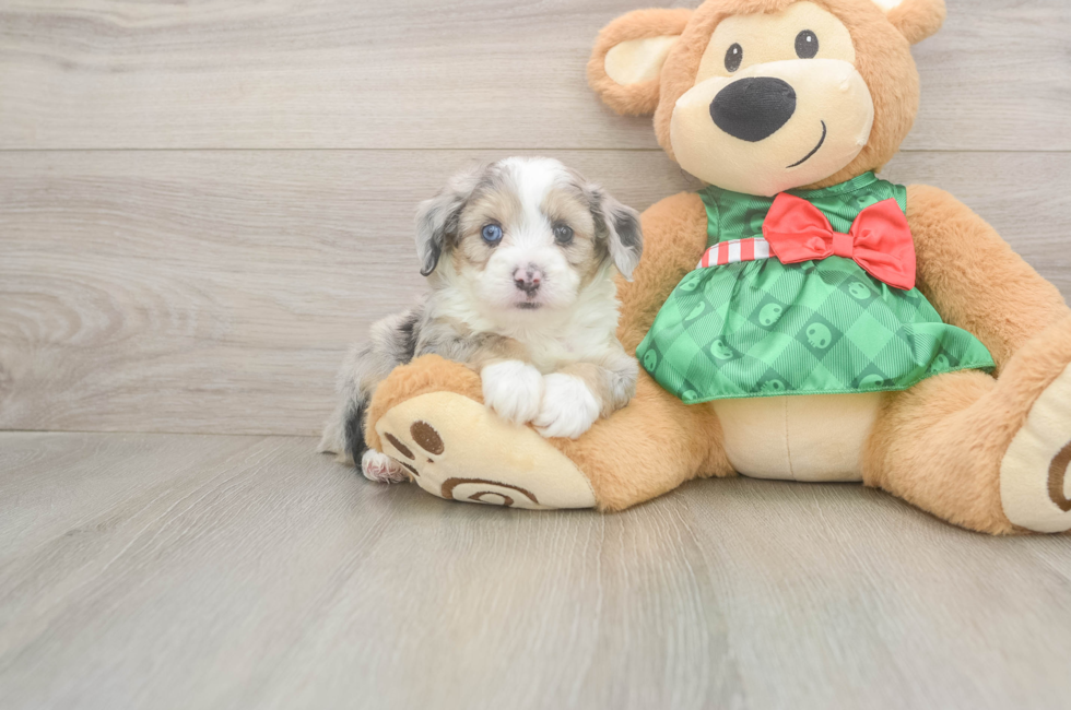 5 week old Mini Aussiedoodle Puppy For Sale - Premier Pups