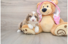 Sweet Mini Aussiedoodle Baby
