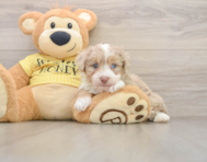 8 week old Mini Aussiedoodle Puppy For Sale - Premier Pups