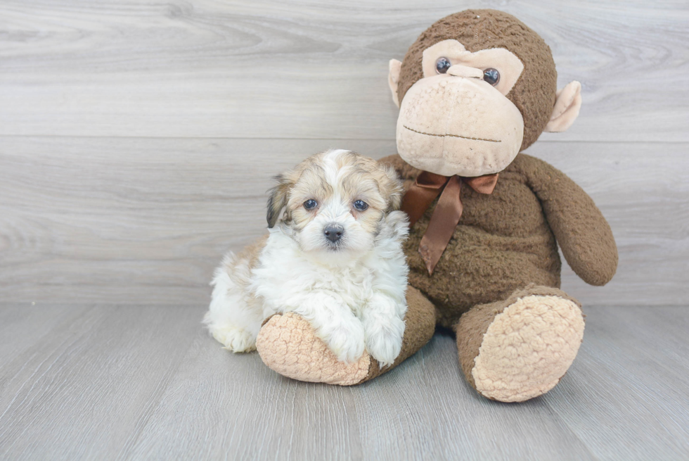 Small Mini Aussiedoodle Baby