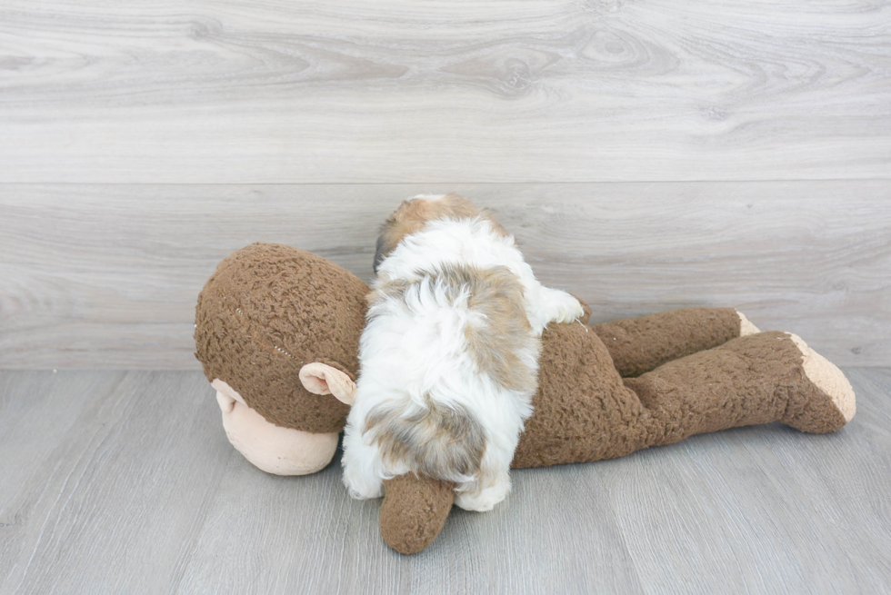 Hypoallergenic Aussiepoo Poodle Mix Puppy