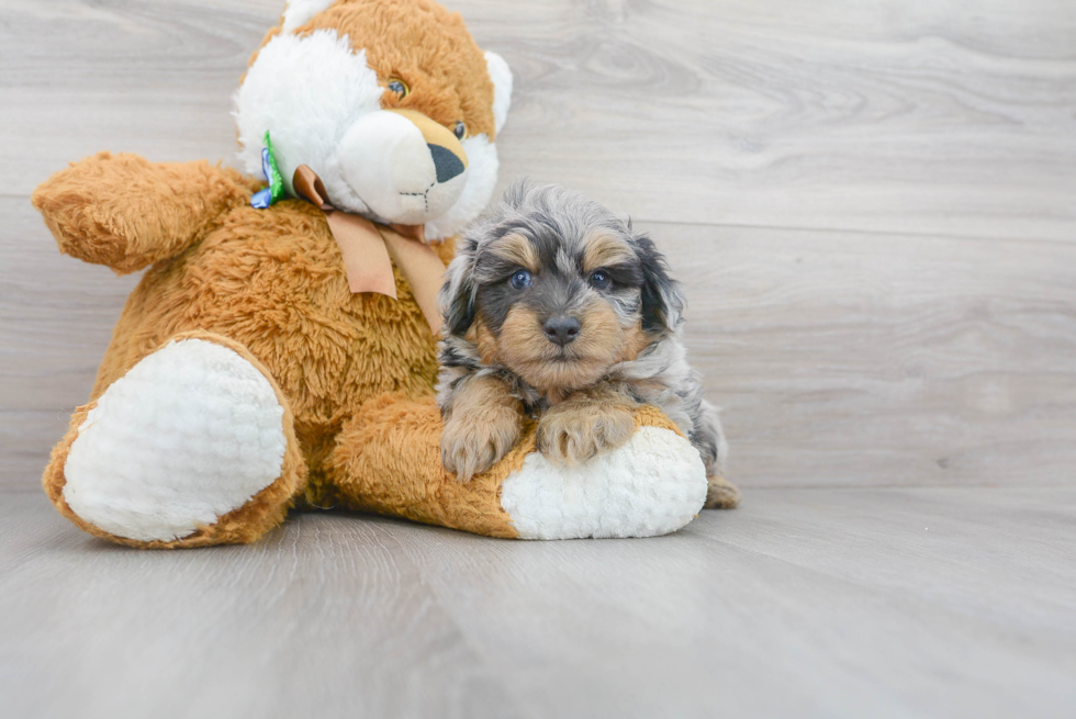 Mini Aussiedoodle Puppy for Adoption