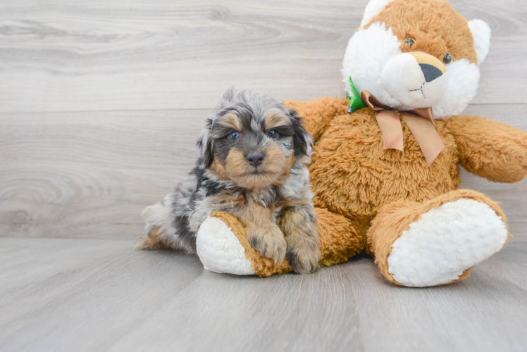 Mini Aussiedoodle Puppy for Adoption