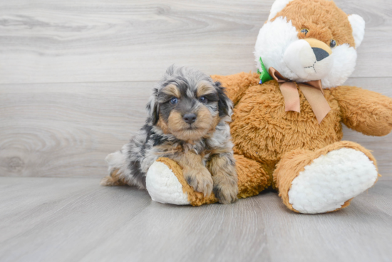 Mini Aussiedoodle Puppy for Adoption