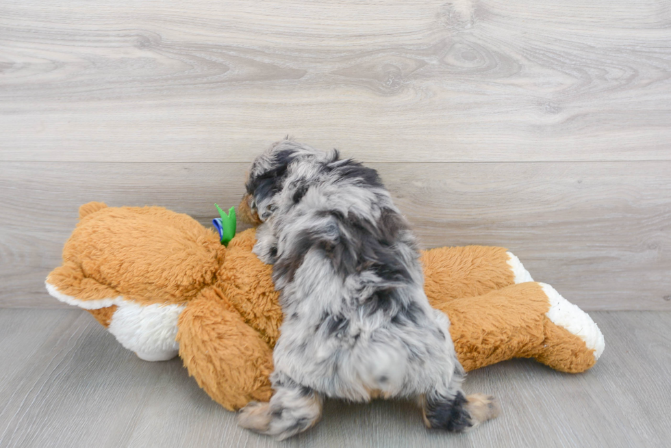 Mini Aussiedoodle Pup Being Cute