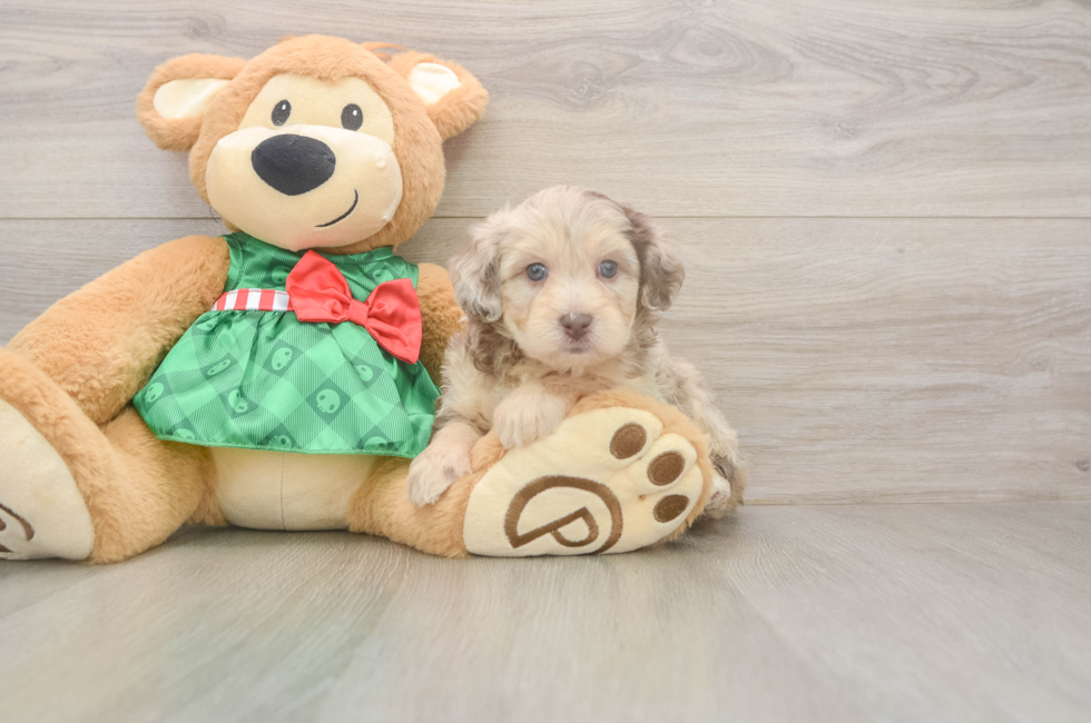 5 week old Mini Aussiedoodle Puppy For Sale - Premier Pups