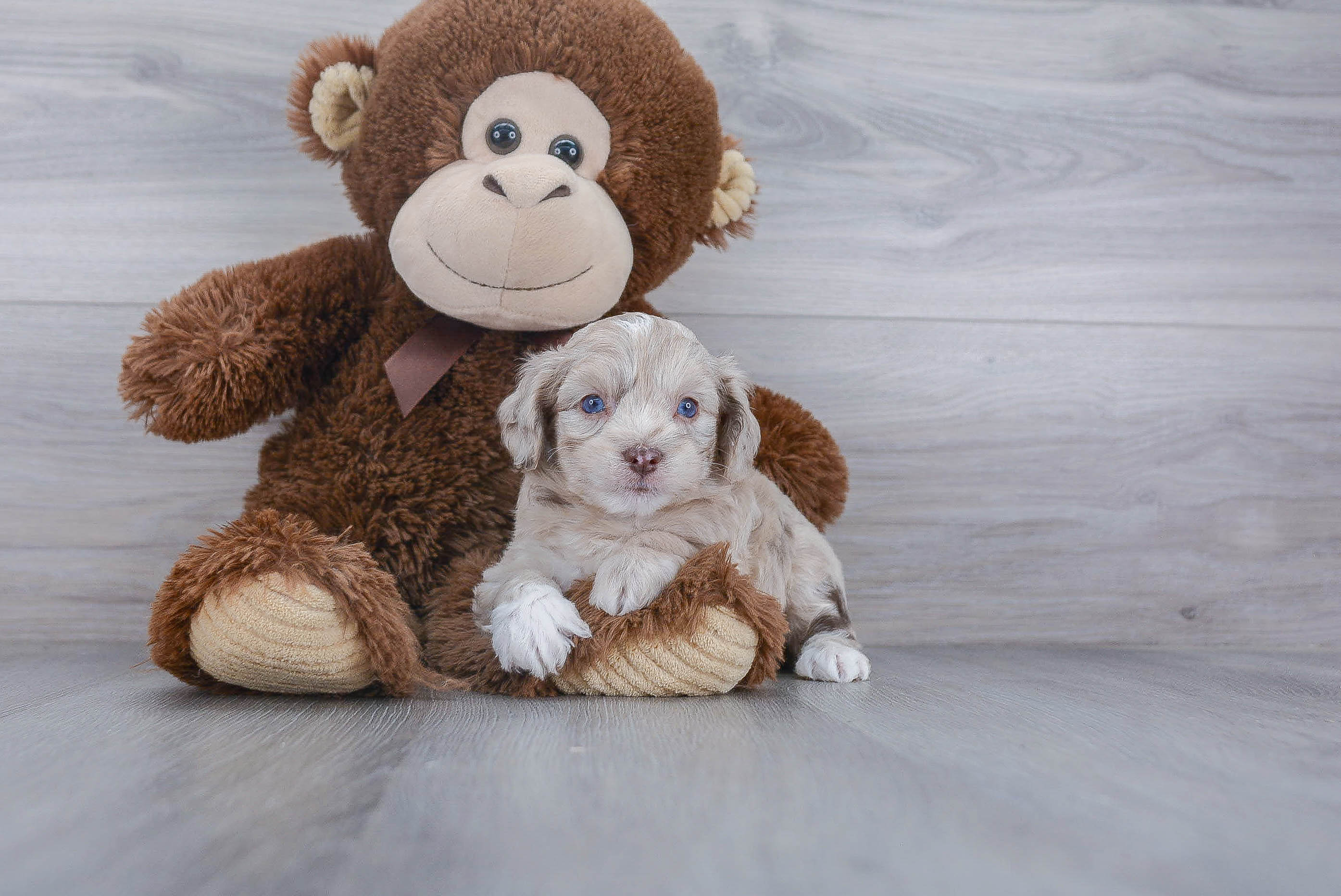 Playful Aussiepoo Poodle Mix Puppy