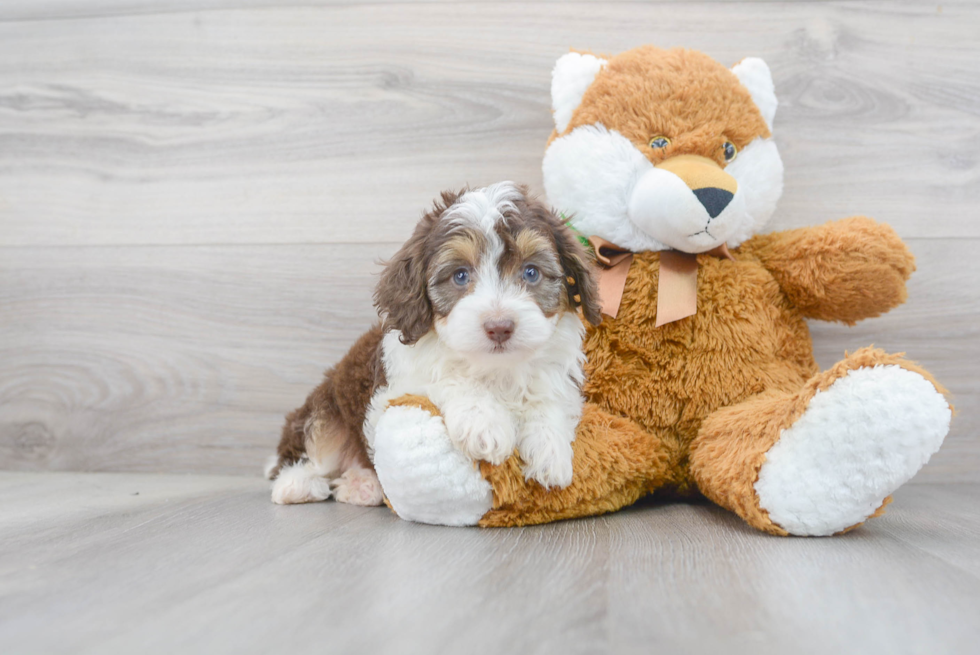 Best Mini Aussiedoodle Baby