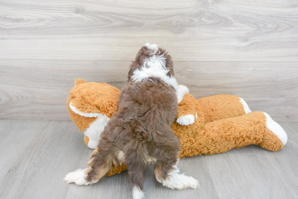 Mini Aussiedoodle Puppy for Adoption