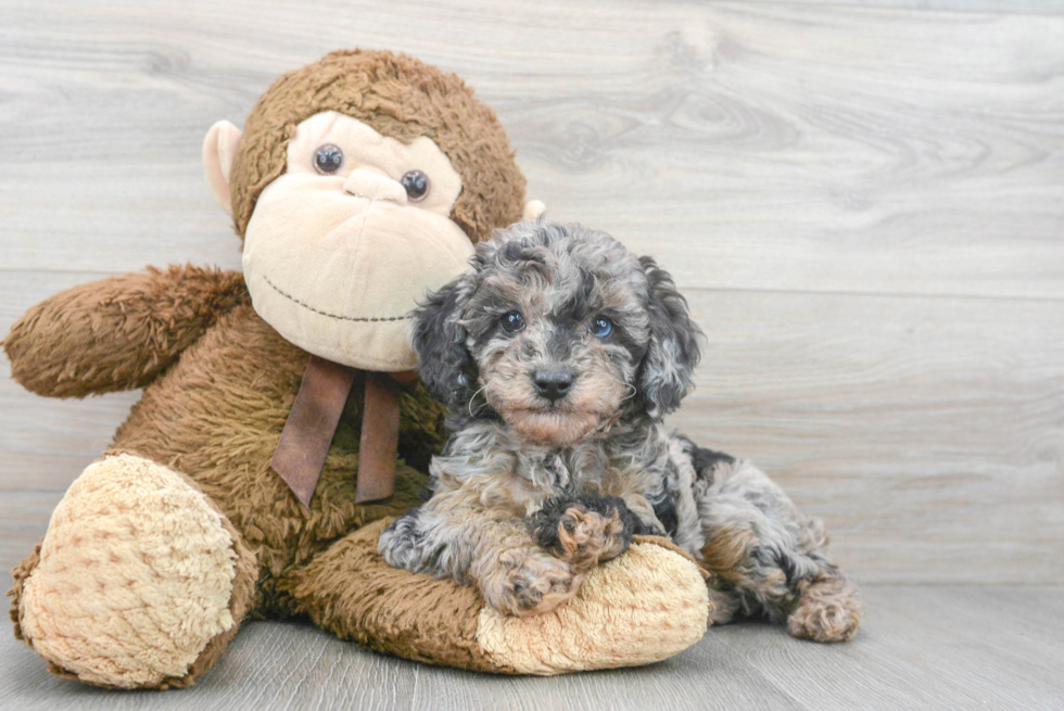 Best Mini Aussiedoodle Baby