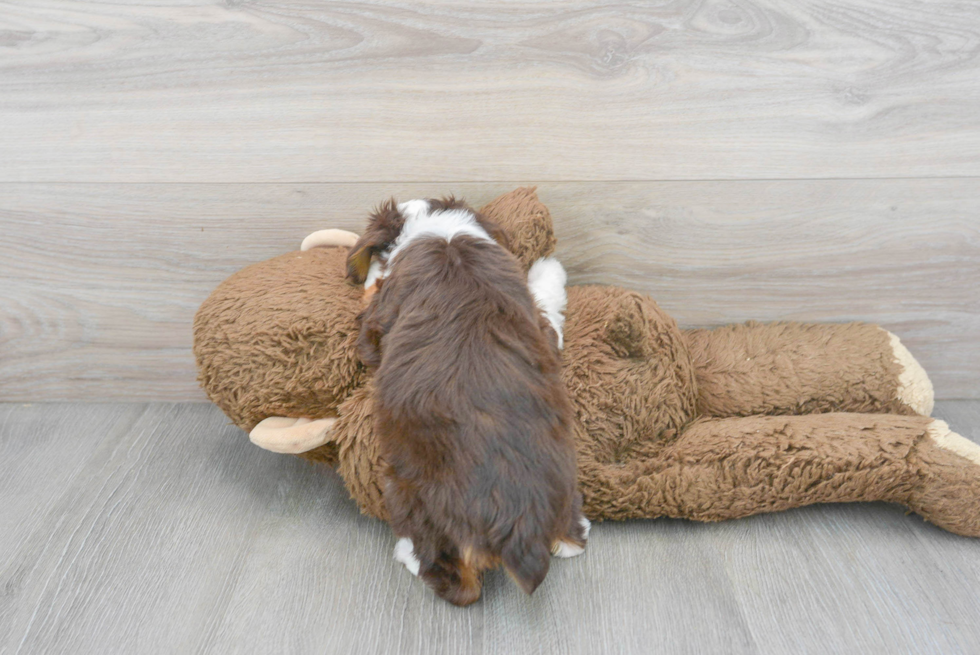 Fluffy Mini Aussiedoodle Poodle Mix Pup