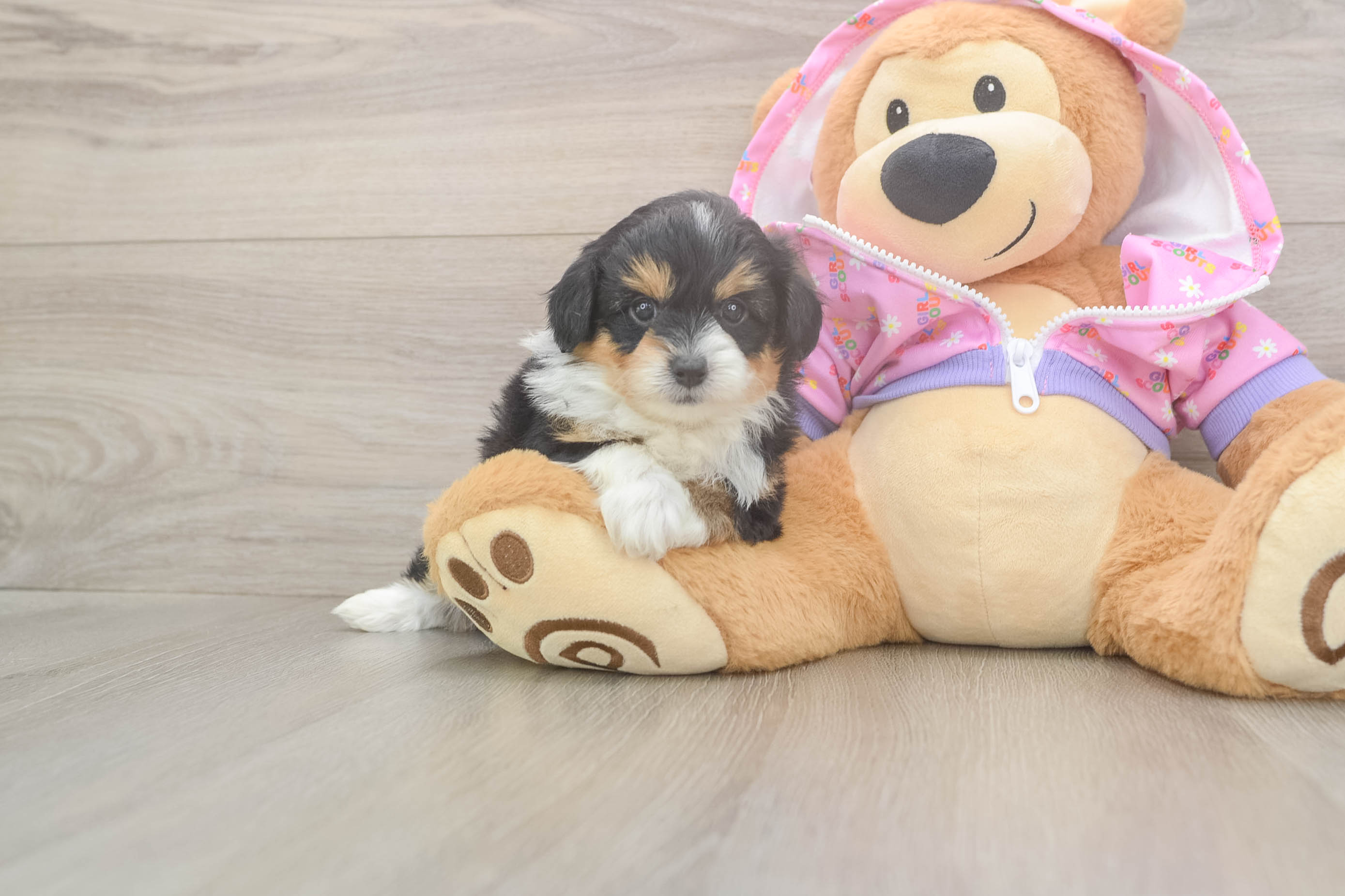 Mini Aussiedoodle Puppy for Adoption