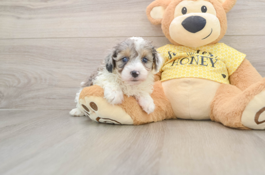 KYLE, a Mini Aussiedoodle littermate