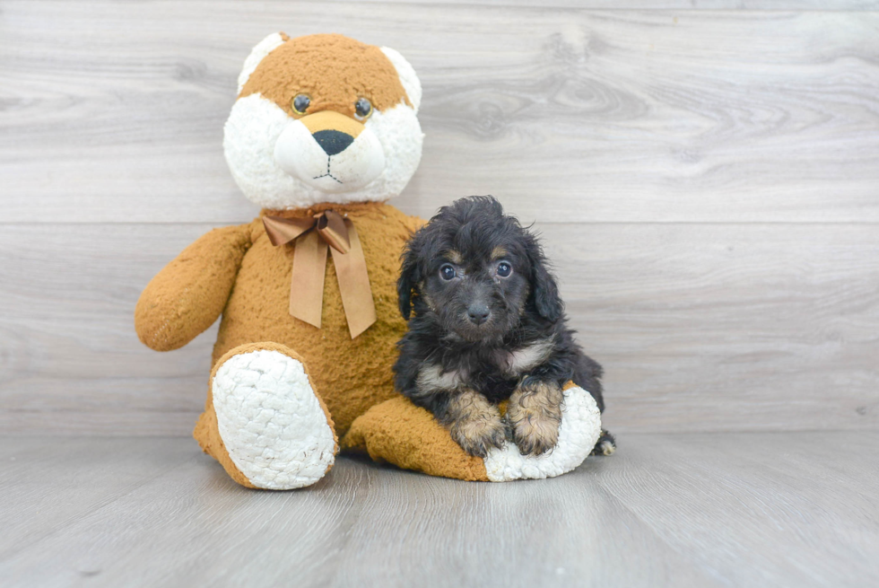 Friendly Mini Aussiedoodle Baby