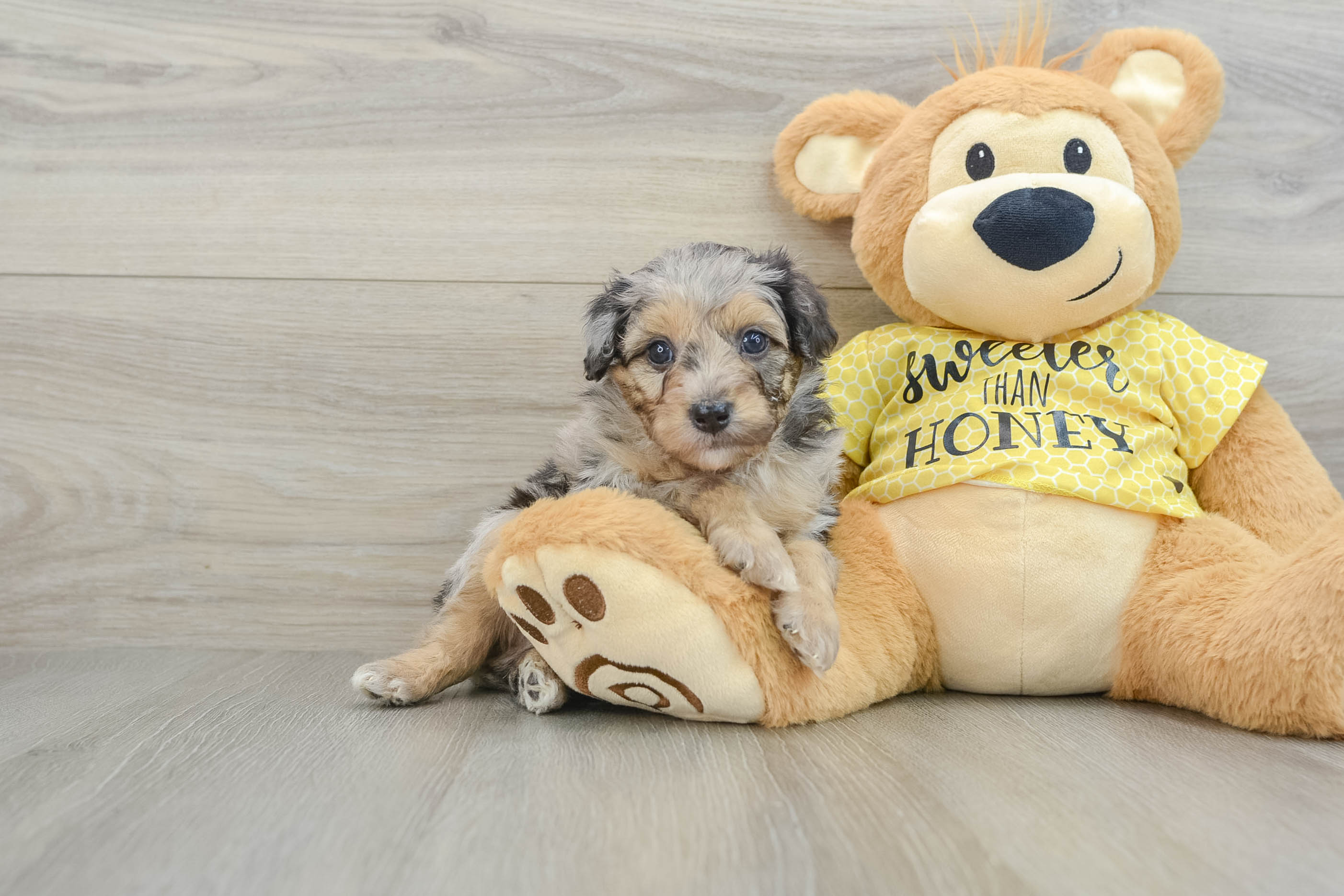 Best Mini Aussiedoodle Baby