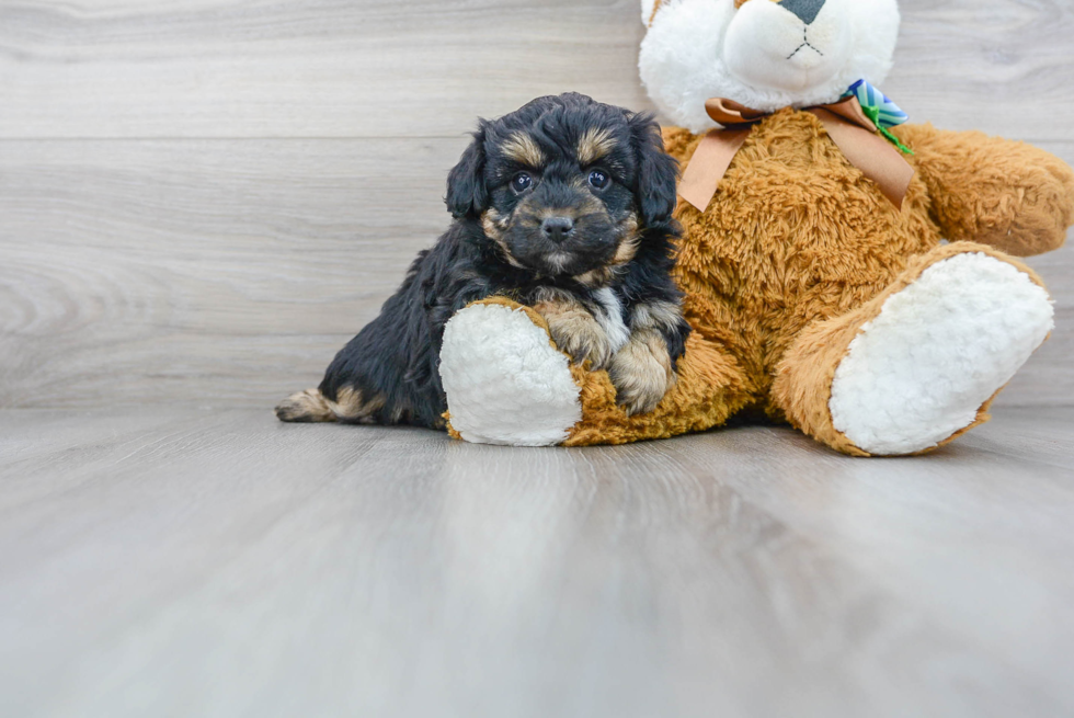 Sweet Mini Aussiedoodle Baby
