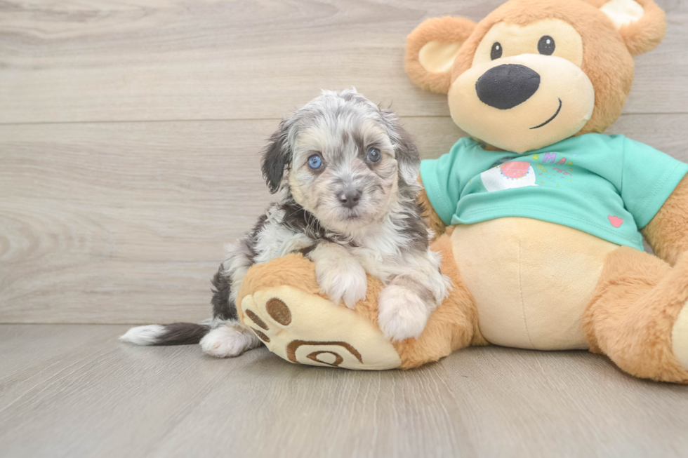 Energetic Aussie Poo Poodle Mix Puppy