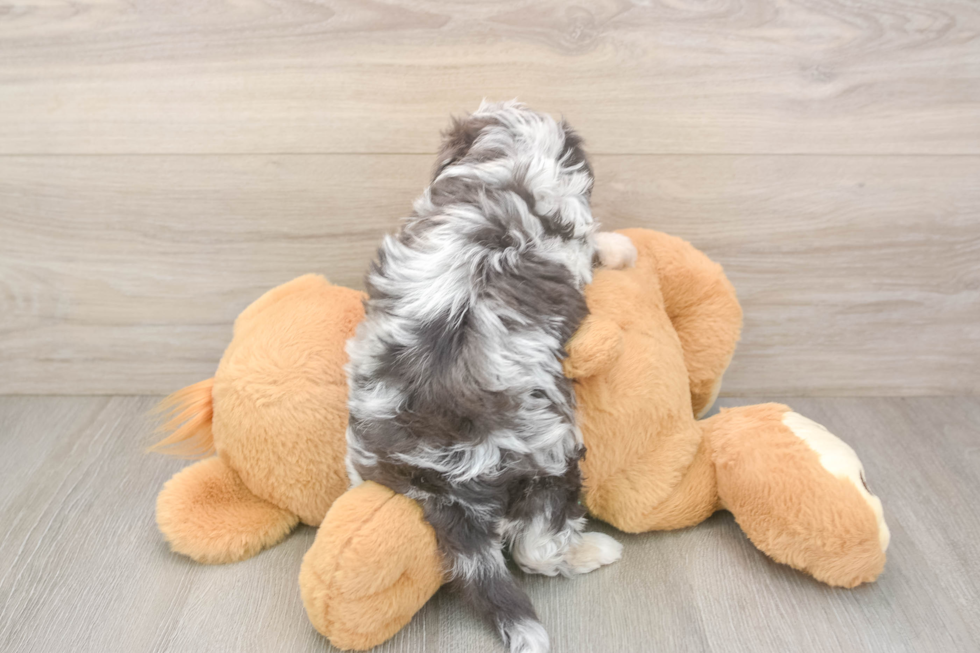 Mini Aussiedoodle Pup Being Cute
