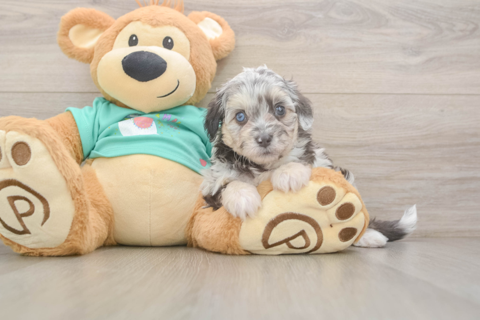 Cute Mini Aussiedoodle Baby