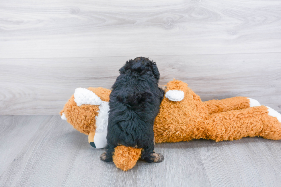 Happy Mini Aussiedoodle Baby