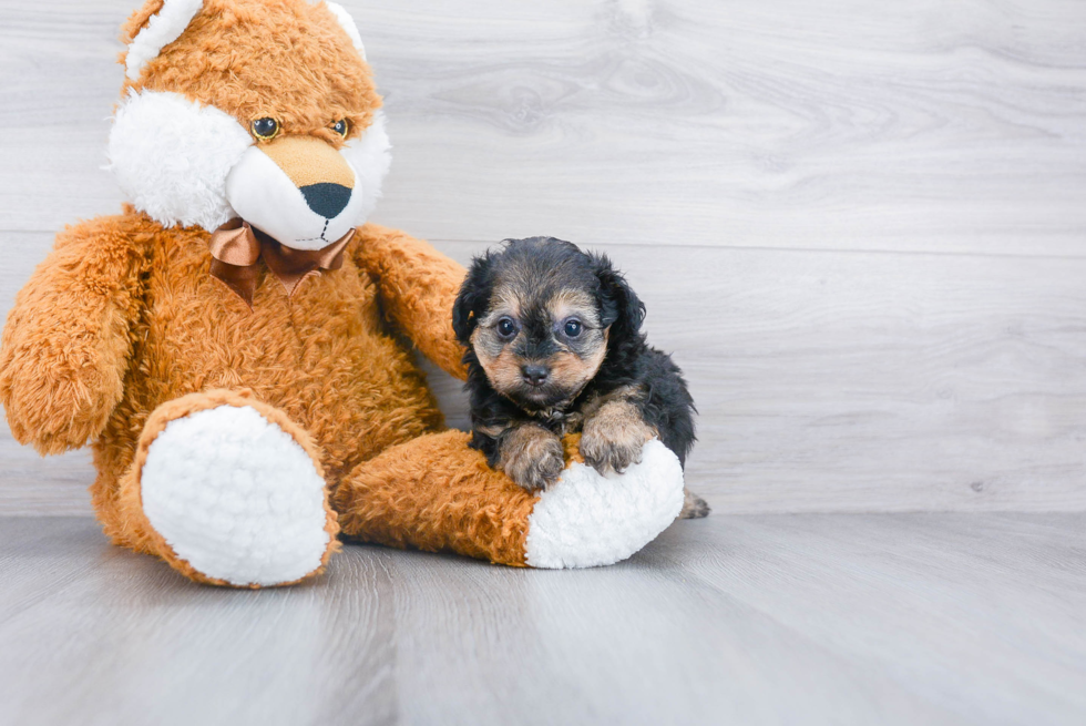 Best Mini Aussiedoodle Baby