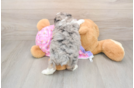 Mini Aussiedoodle Puppy for Adoption