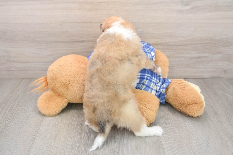 Mini Aussiedoodle Puppy for Adoption