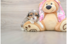 Mini Aussiedoodle Puppy for Adoption
