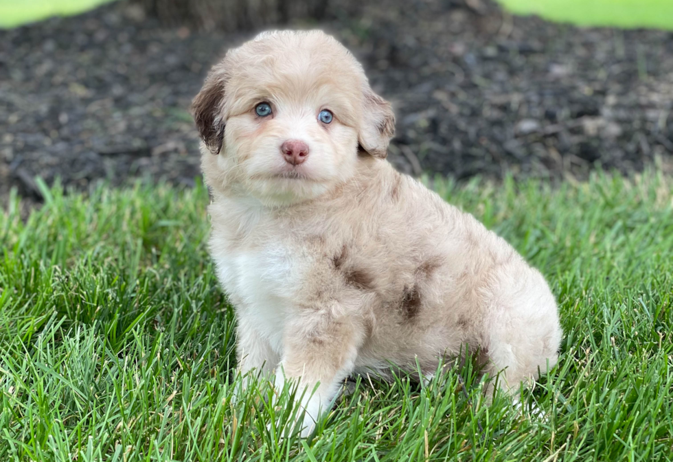 Popular Mini Aussiedoodle Poodle Mix Pup