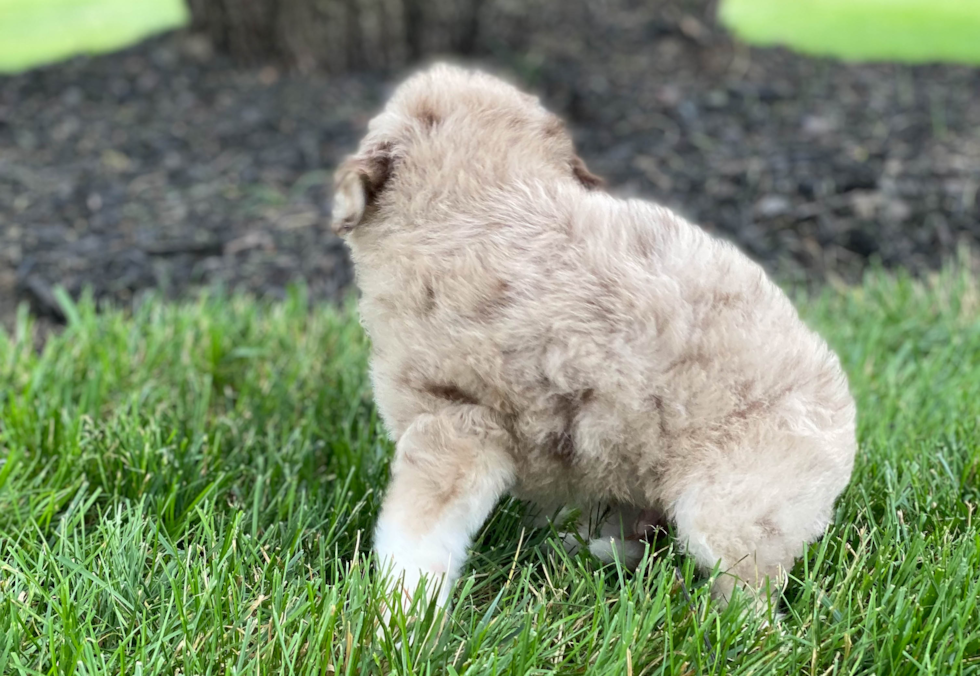 Best Mini Aussiedoodle Baby