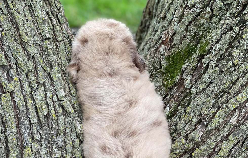 Petite Mini Aussiedoodle Poodle Mix Pup