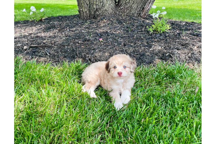 Best Mini Aussiedoodle Baby
