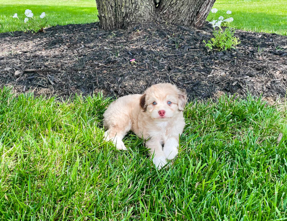 Best Mini Aussiedoodle Baby