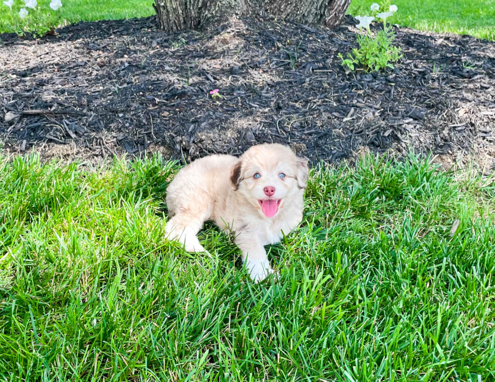 Mini Aussiedoodle Pup Being Cute