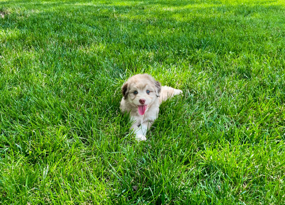 Hypoallergenic Aussiepoo Poodle Mix Puppy