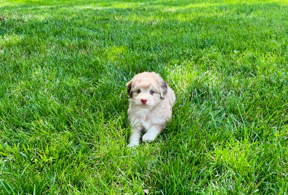 Best Mini Aussiedoodle Baby